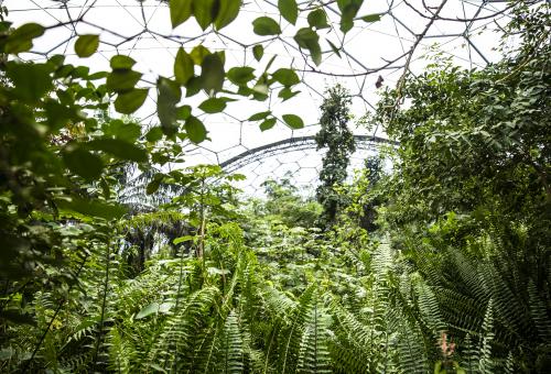 A close up of inside the rainforest biome with green leaves and the top of the biome on show